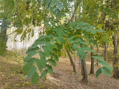В тени робиниевой рощи. В Саратовской области высаживается по 4 гектара новых лесов в год