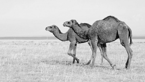 СМИ: Роспотребнадзор предупреждает о "верблюжьем" вирусе