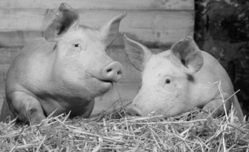 СМИ: Свинина дорожает в 6 раз быстрее, чем говядина