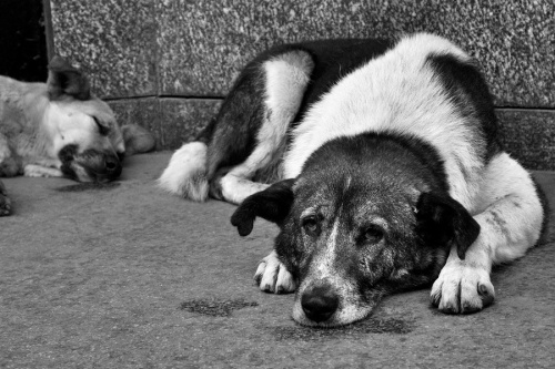 Зоозащитники: Догхантеры проводят охоту на собак без официального разрешения