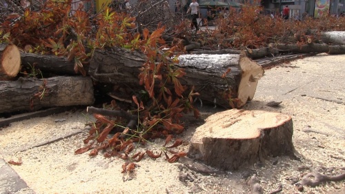Пилят стволы и бюджеты. Как снос и посадка деревьев помогают муниципалам осваивать миллионы