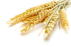 Саратовская область - шестая в рейтинге по производству пшеницы
