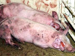 Рядом с границами области выявлен очаг африканской чумы свиней