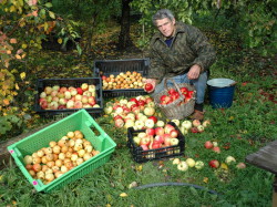 Ритейл готов принять продукцию саратовских садоводов