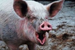 В Саратовской области - новая вспышка африканской чумы свиней