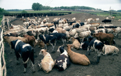 Стадо коров незаконно пересекло границу с Казахстаном