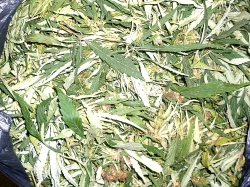 За сутки наркоплицейские изъяли 2,3 кг марихуаны