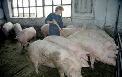 Владельцам уничтоженных свиней в Калининском районе выплачено 4,8 млн