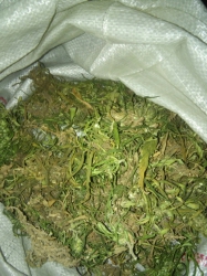 На ферме найдено 2,2 кг марихуаны и 2,5 кг конопли