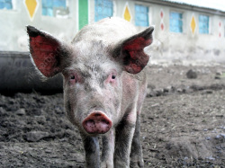 Ветеринары исследовали трупы павших свиней на болезни