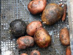 Задержано 20 тонн картофеля и 270 баранов без документов