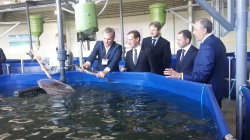 Дмитрий Медведев посетил рыбоводческое предприятие в Энгельсе