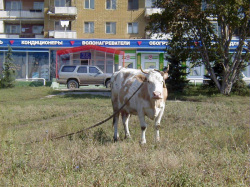 Штраф за несанкционированный выпас скота может составить 5 тысяч рублей