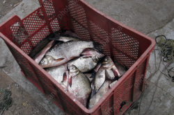 Рыбхоз продали в 27 раз дешевле номинальной стоимости