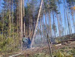 Возбуждено 11 уголовных дел за незаконную рубку леса