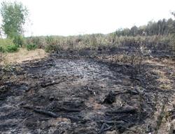 Огонь выжег 182 га сухой травы в лесу