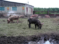 Из-за АЧС в области уничтожили 8,5 тысячи свиней