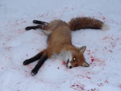 В Саратовской области планируется дополнительно убить 4 тыс. лисиц