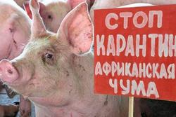 В области произошел очередной падеж свиней от АЧС
