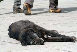 На глазах прохожих отравленная собака умирала мученической смертью