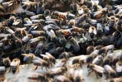 Пчелы гибнут от отравления пестицидами