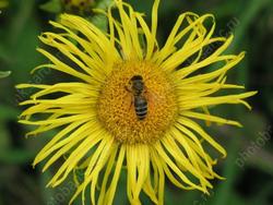 На пасеках обнаружен варроатоз пчел
