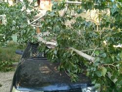 Упавшая ветка дерева повредила две машины