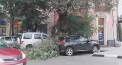 Упавшая ветка дерева накрыла 2 внедорожника. Видео