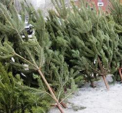 Названы 57 мест торговли новогодними елками
