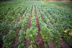 Житель района осужден за выращивание 42 кустов конопли и хранение марихуаны