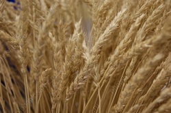 В области отчитались о сборе 3 млн т. зерновых и зернобобовых