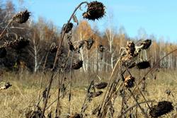 Заявлено о рекордном урожае подсолнечника в Саратовской области