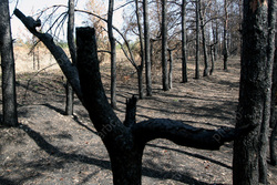 В области введен особый противопожарный режим в лесах