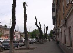 Деревья в Саратове массово превращают в 