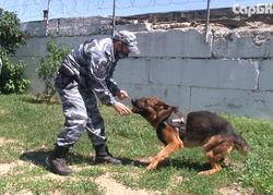 Журналистам показали навыки полицейских собак