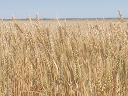 Урожайность озимой пшеницы в области на треть превышает показатель 2019-го