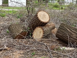 Читатели "СарБК" видят основным мотивом вырубки деревьев освоение денег