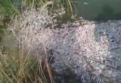 В пруду под Саратовом зафиксирован массовый замор рыбы
