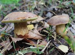 В области с начала года 5 человек отравились грибами