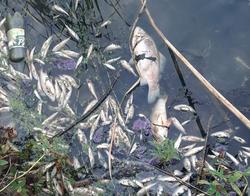Выясняются причины массовой гибели рыбы в еще одном пруду