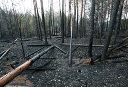 За неделю в области произошло 223 ландшафтных пожара