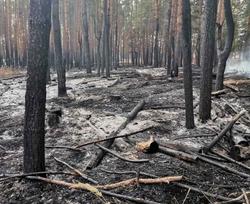 Площадь лесного пожара в Екатериновском районе выросла вдвое