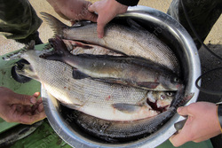 На ярмарке в Елшанке будет работать "рыбный ряд"