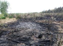 Лесной пожар в Аткарском районе локализован