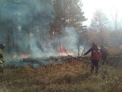 В Аткарском районе пожар уничтожил больше 45 га леса