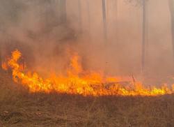 В области за неделю зафиксировано 34 лесных пожара