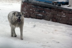 Радаев поручил "оперативно" разобраться со снегом и собаками