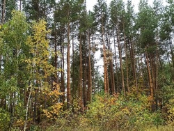 В области собираются увеличить площадь лесов