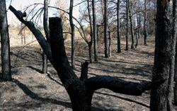 С начала апреля пожары уничтожили в области 27,4 га лесов
