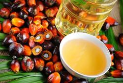 Володин: Госдума изучит причины роста импорта пальмового масла